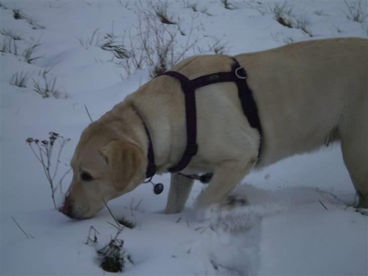 Labrador retriever Fie billede 15