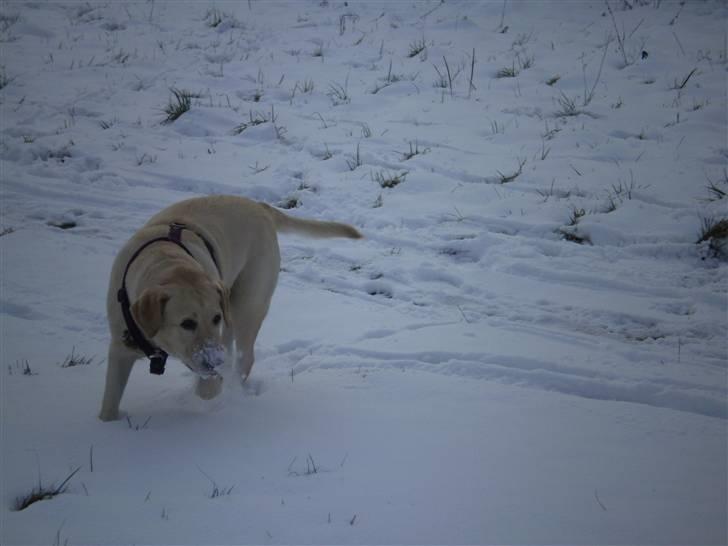 Labrador retriever Fie billede 16