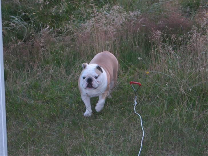 Engelsk bulldog Freja billede 13