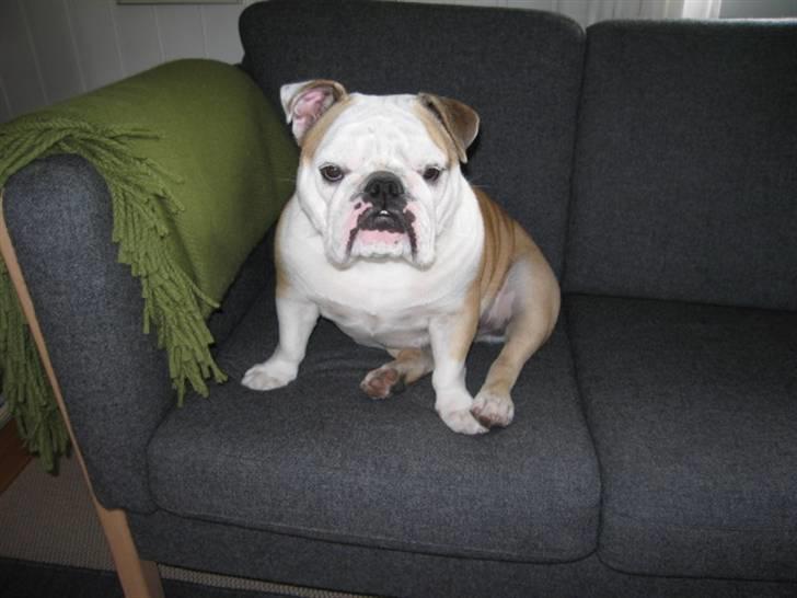 Engelsk bulldog Freja billede 14