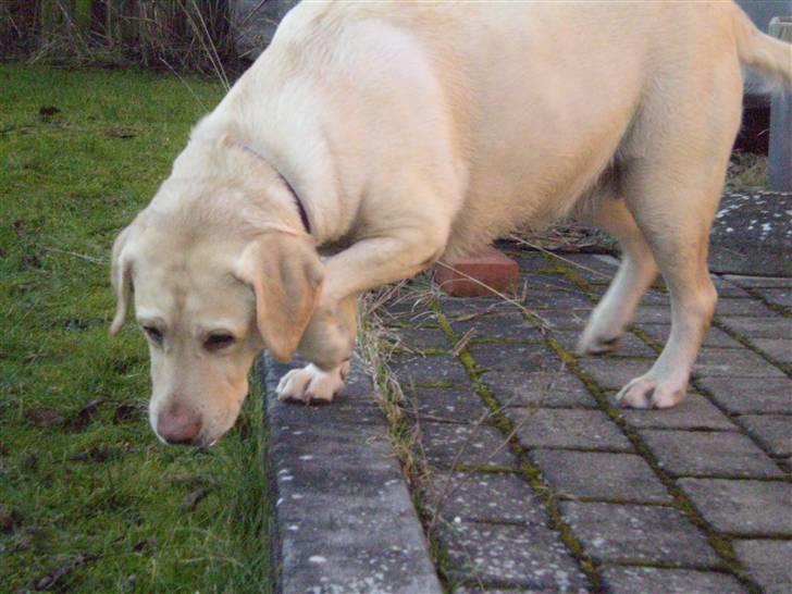 Labrador retriever Fie billede 17