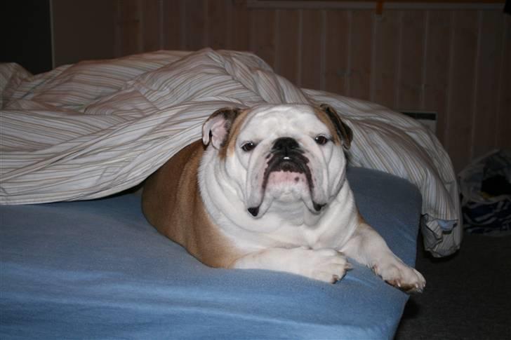 Engelsk bulldog Freja billede 15