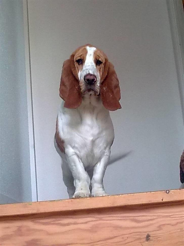 Basset hound Trunte - den fine trunte.. billedet er taget med mobil, derfor den dårlige kvalitet billede 1