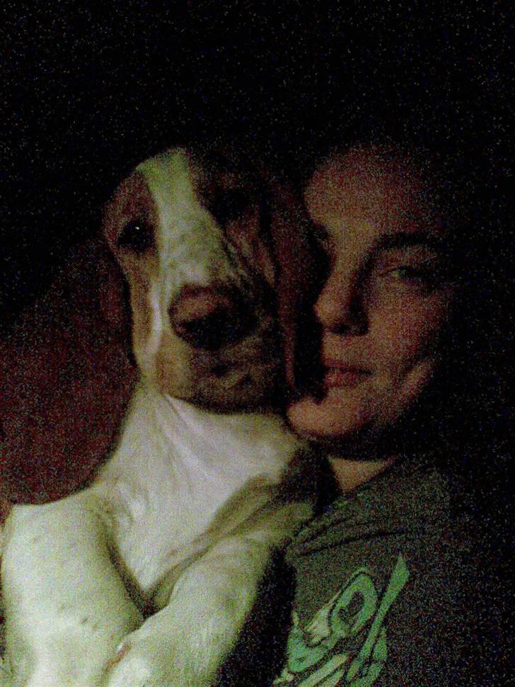 Basset hound Trunte - trunte på vej hjem i bilen den 6 februar..  billede 2