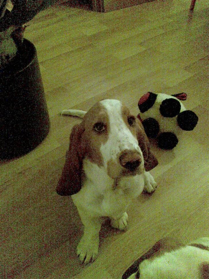 Basset hound Trunte - "NEEEEEJ jeg ved ikke hvem der har bidt i blomsten... på spejderære!!!" billede 3