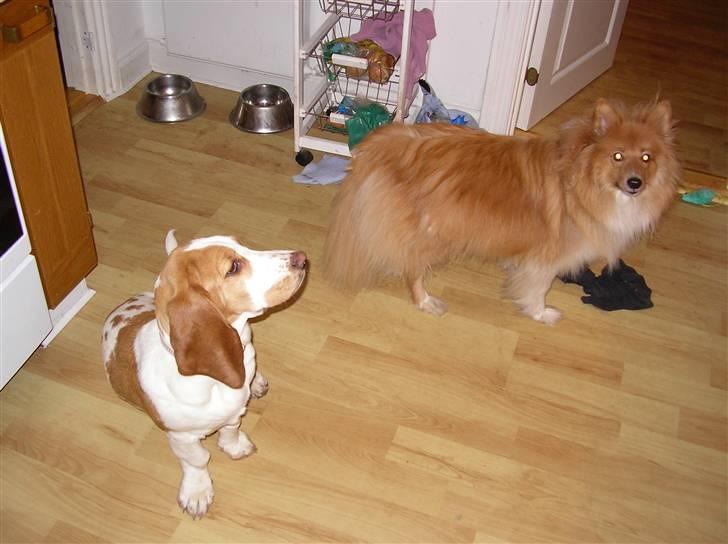 Basset hound Trunte - "det der er min ven king.. han er så nem at lokke til ballade :D   ) billede 4