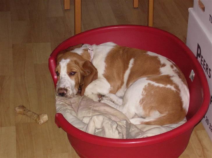 Basset hound Trunte - zzzzzzzz   trunte har et godt sovehjerte! billede 5