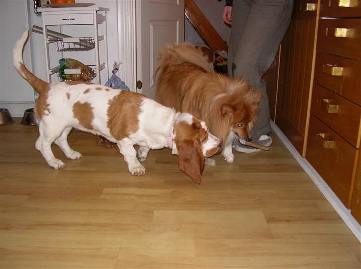 Basset hound Trunte - "hov hov king har taget mit kødben!!" billede 6