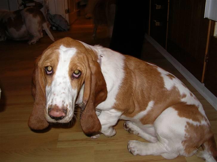 Basset hound Trunte - "hvad laver du med den dersens dims ??" billede 7