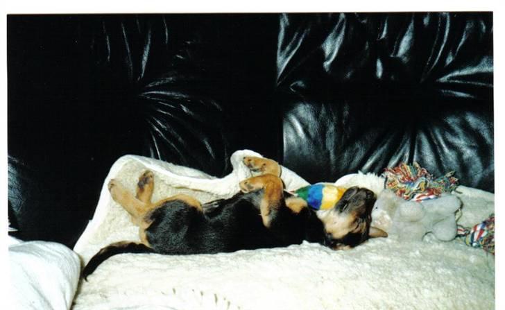 Tysk jagtterrier laika - her var jeg lige væltet omkuld , da jeg var en lille hundehvalp..... billede 9
