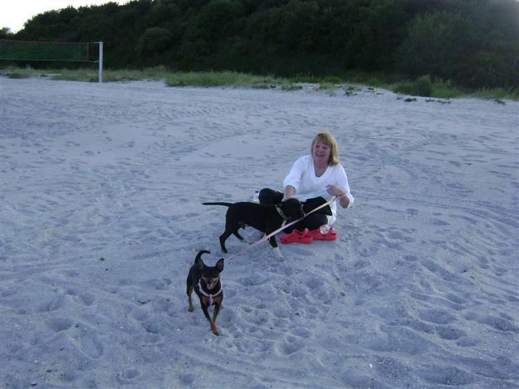 Dvaergpinscher Tulle. billede 14