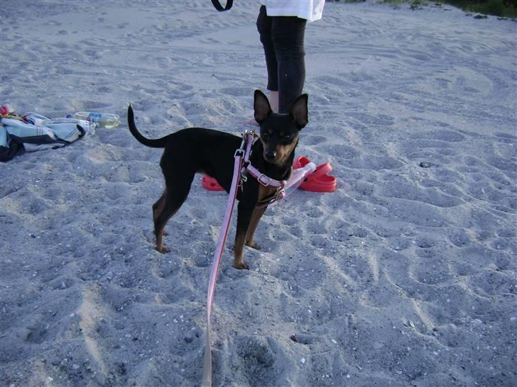 Dvaergpinscher Tulle. billede 15