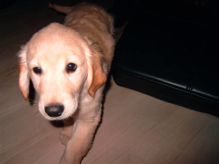 Golden retriever Diesel - den er nu meget sjov den tingst mon man kan bide i den:) billede 2