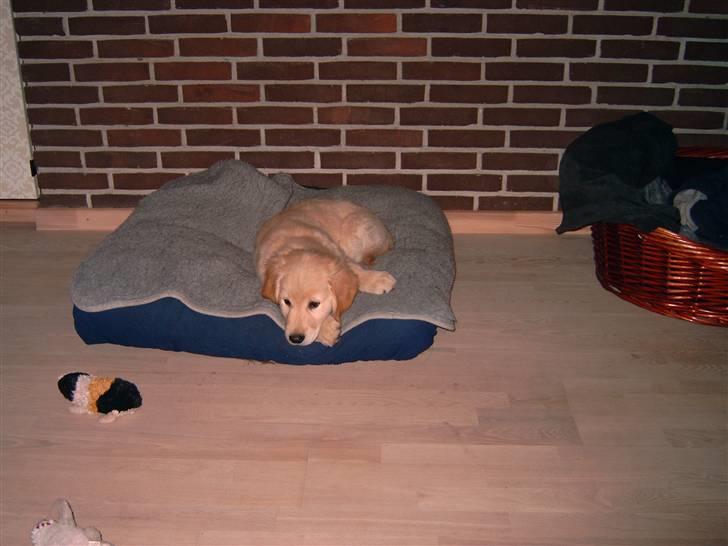 Golden retriever Diesel - hvor er det godt storebror har puden så har jeg en god seng billede 3