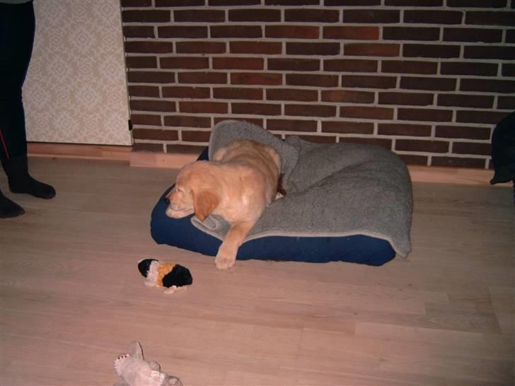 Golden retriever Diesel billede 4