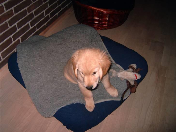 Golden retriever Diesel - hmm hvor mon storbror gik hen billede 5