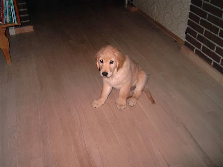 Golden retriever Diesel billede 6