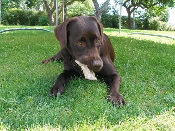 Labrador retriever Hilde - Hilde gør alt hvad hun kan for at få spist benet, inden hendes "søster" kommer billede 1