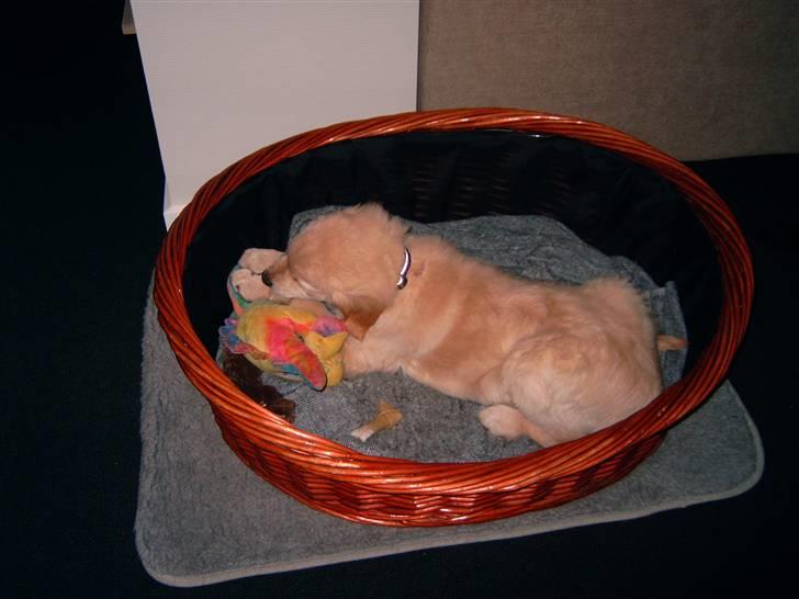 Golden retriever Diesel - en god bamse er altid godt:) billede 7