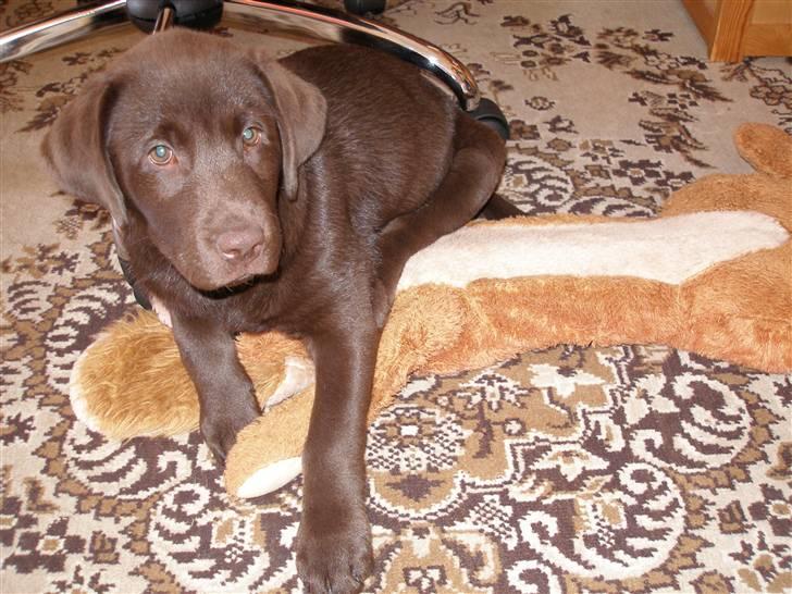 Labrador retriever Hilde - -Jeg kan da saktens klare den tøjhund! billede 2