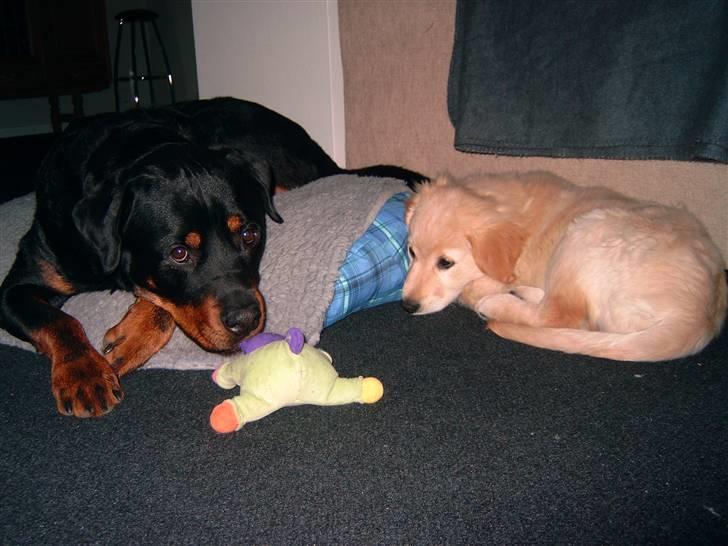 Golden retriever Diesel - nøj det bliver godt med en lur oven på alt det træning.. billede 8