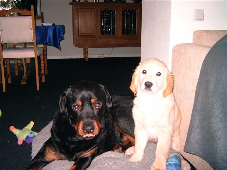 Golden retriever Diesel - vi er de bedste drenge vi laver intet ballade :) kun lidt  billede 9