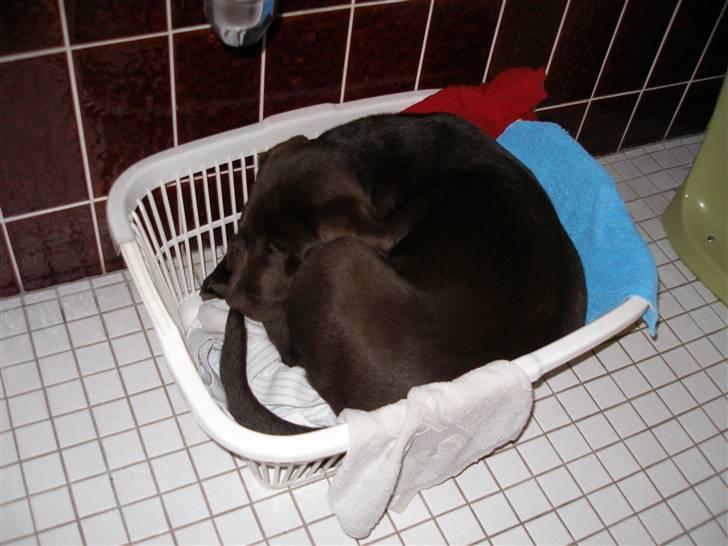 Labrador retriever Hilde - Hilde kan akurat være i sin egen valgte "seng" - vasketøjskurven. Det er ovre den tid nu. billede 3