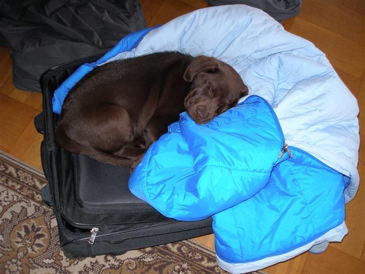 Labrador retriever Hilde - -Jeg vil med på tur! billede 4