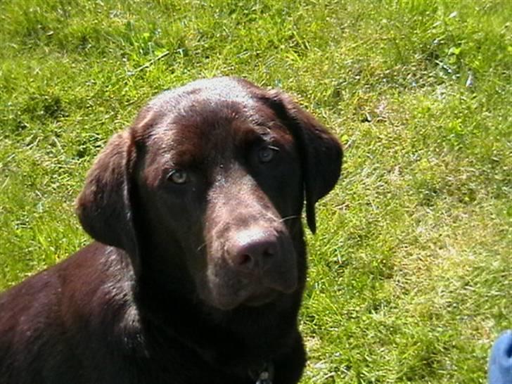 Labrador retriever Hilde - -Hvad skal der ske nu - jeg er klar! billede 5