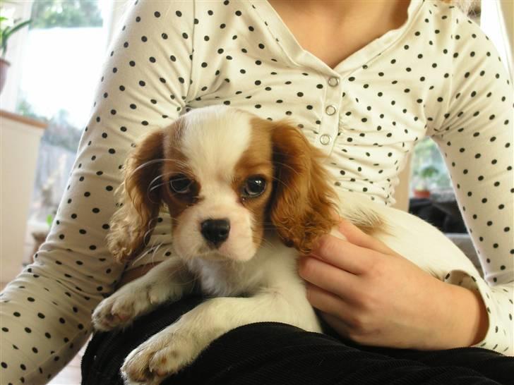 Cavalier king charles spaniel Vanilla - Vanilla 14 uger gammel (; <3 billede 11