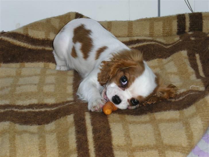 Cavalier king charles spaniel Vanilla - 14 uger gammel og ligger og tygger i gulerod. Virkelig yndlingsbillede! <3 billede 12