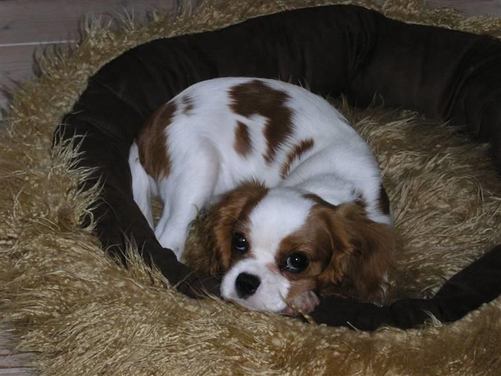 Cavalier king charles spaniel Vanilla - Klokken 7 om aftenen er man altid lidt træt xD billede 14