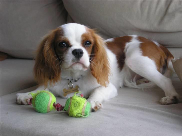 Cavalier king charles spaniel Vanilla - "Skal vi lege?" (; <3 billede 15