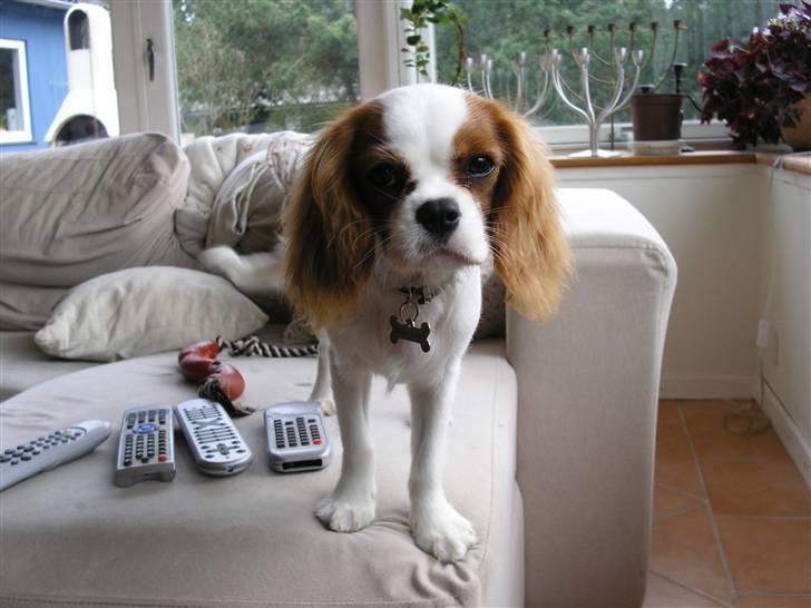 Cavalier king charles spaniel Vanilla - Se hvor fin jeg er! xD billede 16