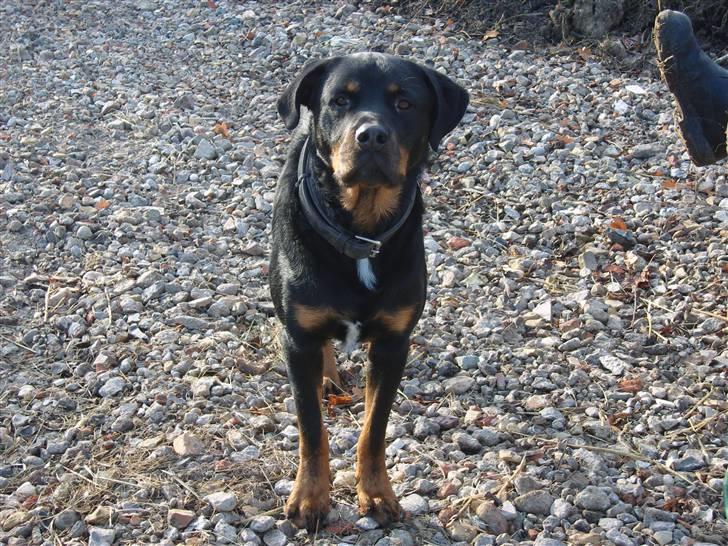 Rottweiler Rollo billede 1