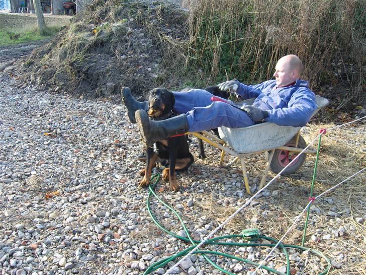 Rottweiler Rollo billede 2