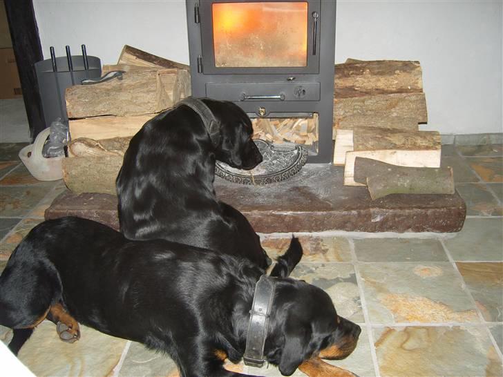 Rottweiler Rollo billede 3