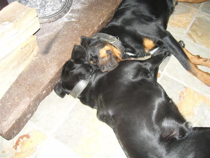 Rottweiler Rollo billede 4