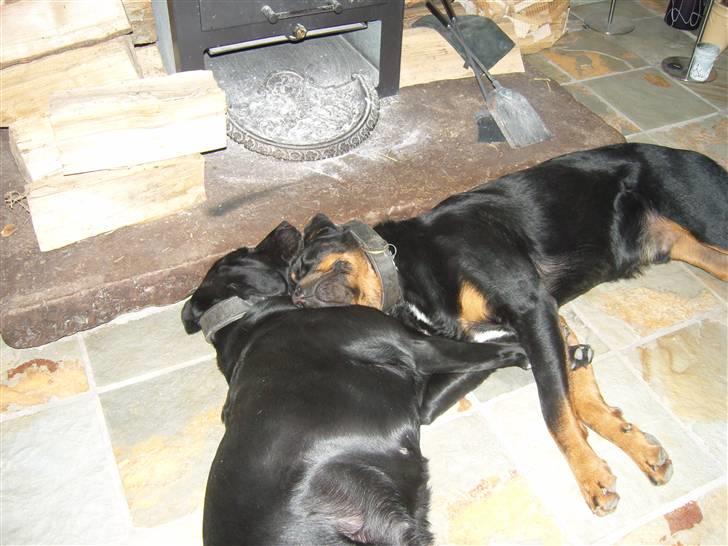 Rottweiler Rollo billede 5