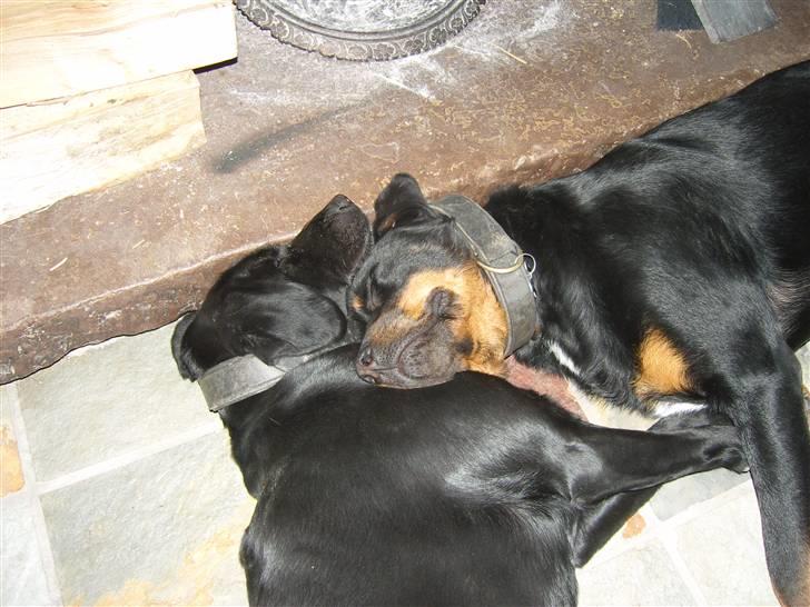 Rottweiler Rollo billede 6