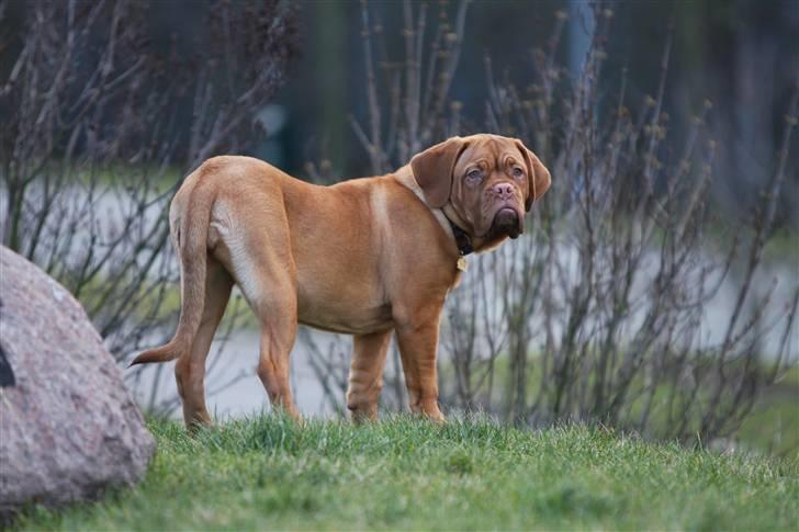 Dogue de bordeaux Miss McKenzie - 8 Feb. 2009 i parken billede 8