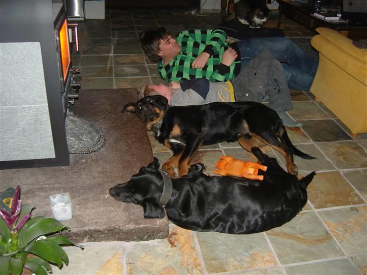 Rottweiler Rollo billede 7