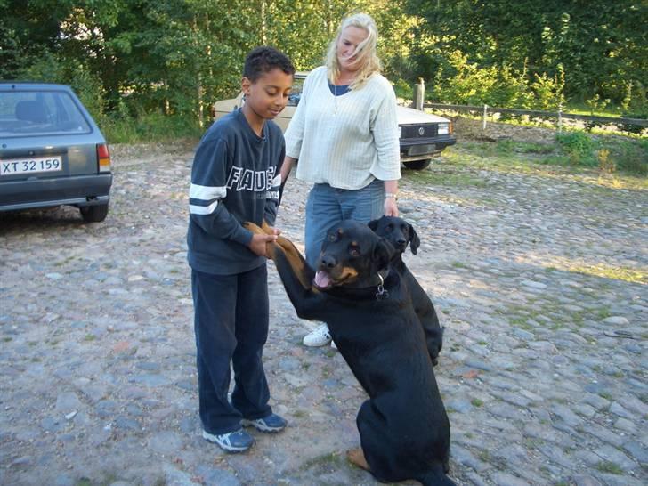 Rottweiler Rollo billede 8