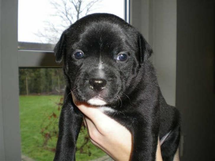 Staffordshire bull terrier Gaia billede 1