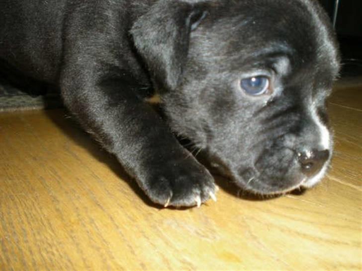 Staffordshire bull terrier Gaia billede 2