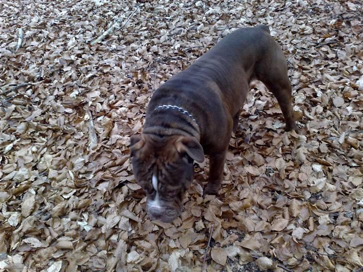 Renascence Bulldogge Charger Rip Sov godt skat.  billede 12