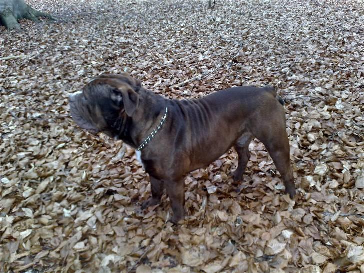 Renascence Bulldogge Charger Rip Sov godt skat.  billede 13