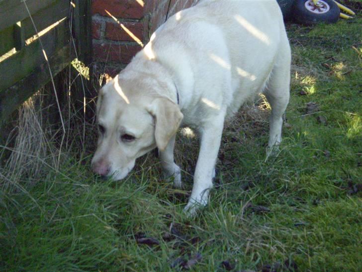 Labrador retriever Fie billede 18