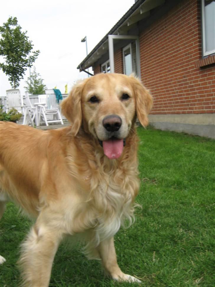 Golden retriever Charlie billede 19