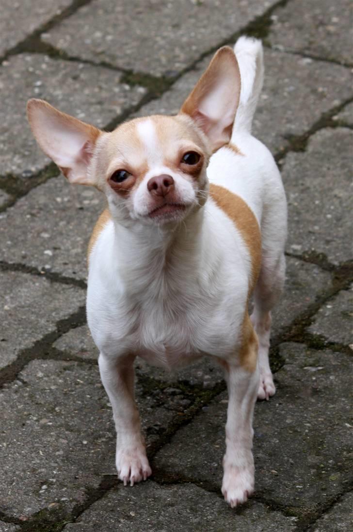 Chihuahua ELLA billede 9
